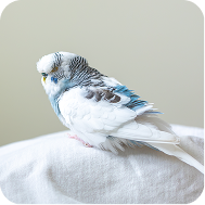 星際星球 - 鳥類使命