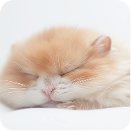 星際星球 - 倉鼠使命