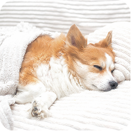 星際星球 - 狗狗使命