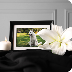 飼主分享-專業用心