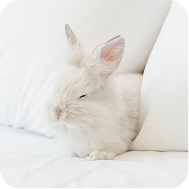 星際星球 - 兔兔使命