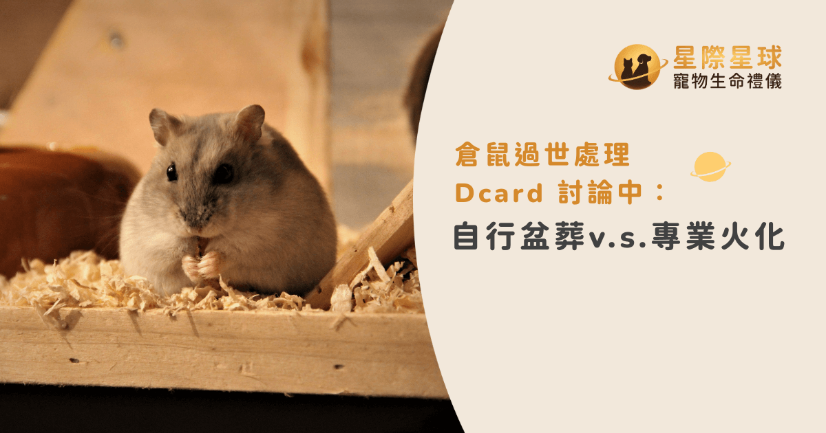 倉鼠過世處理 Dcard 討論中：自行盆葬 v.s. 專業火化