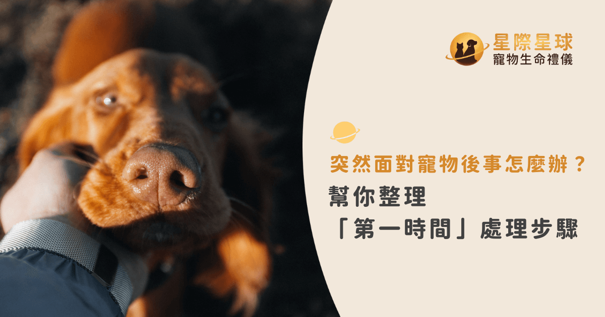 突然面對寵物後事怎麼辦？幫你整理「第一時間」處理步驟