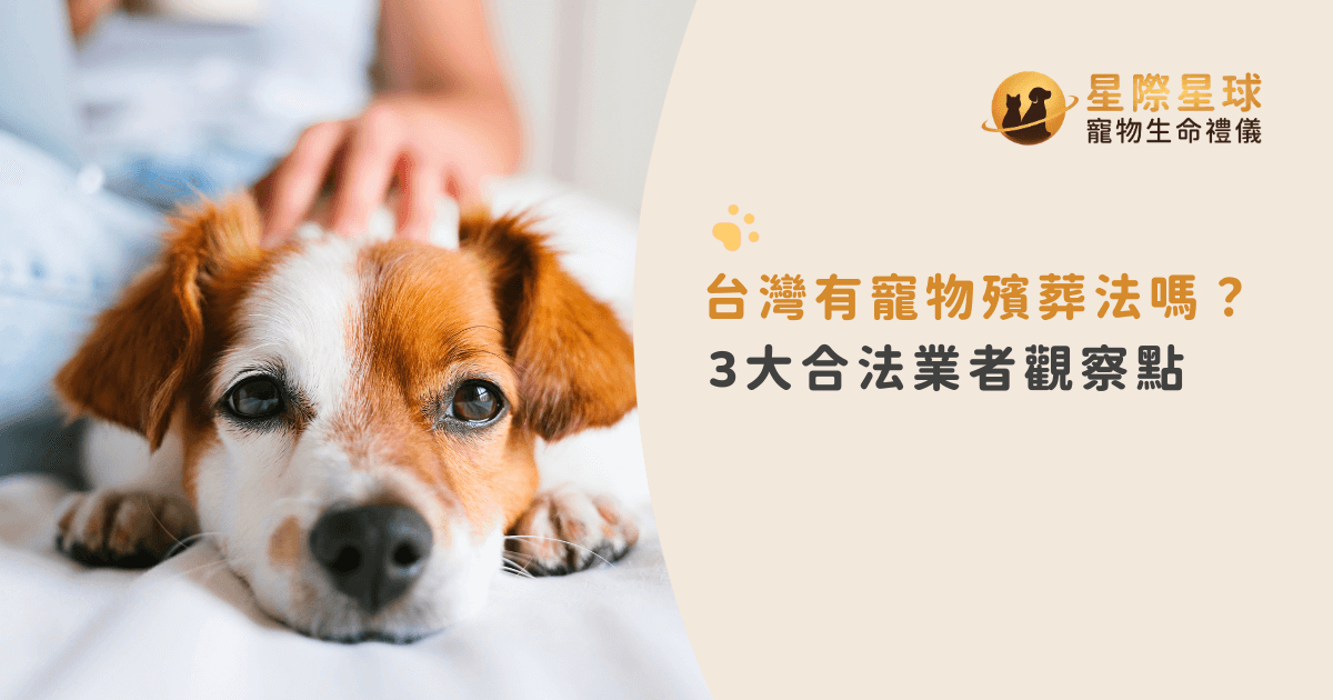 台灣有寵物殯葬法嗎？3大合法業者觀察點