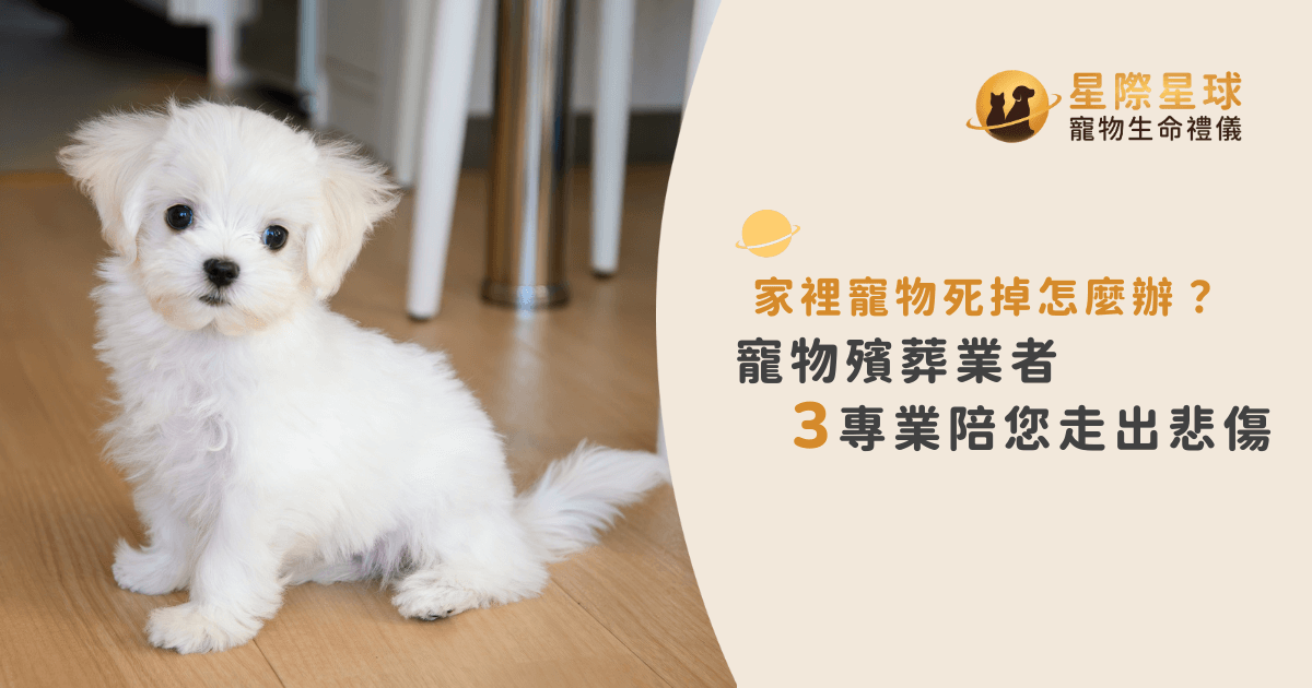 家裡寵物死掉怎麼辦？專業寵物殯葬陪伴您走出悲傷