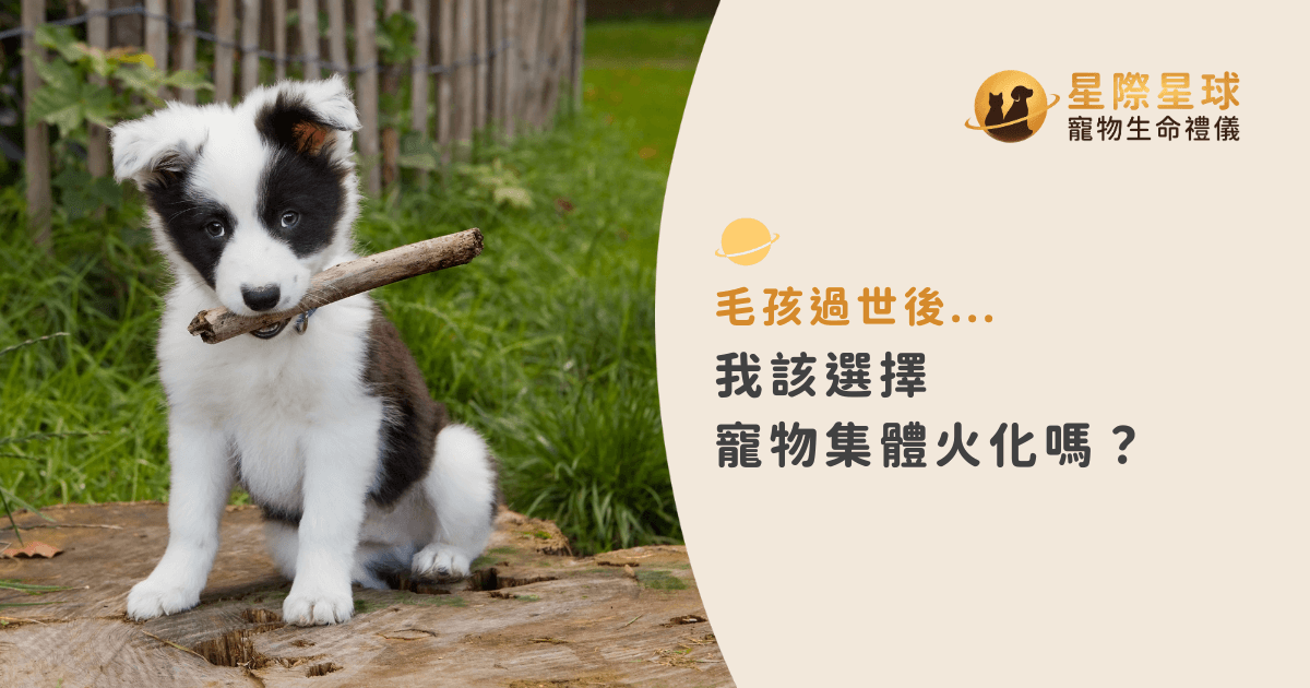 毛孩過世後...我該選擇寵物集體火化嗎？