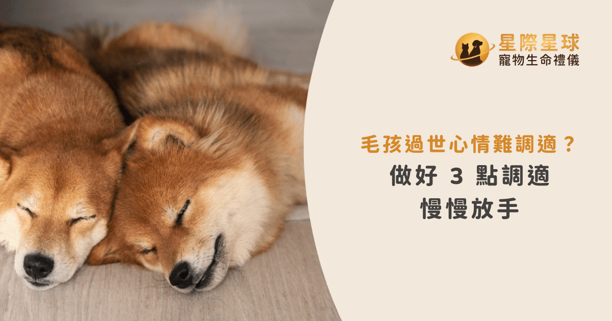 毛孩過世心情難調適？做好 3 點調適慢慢放手