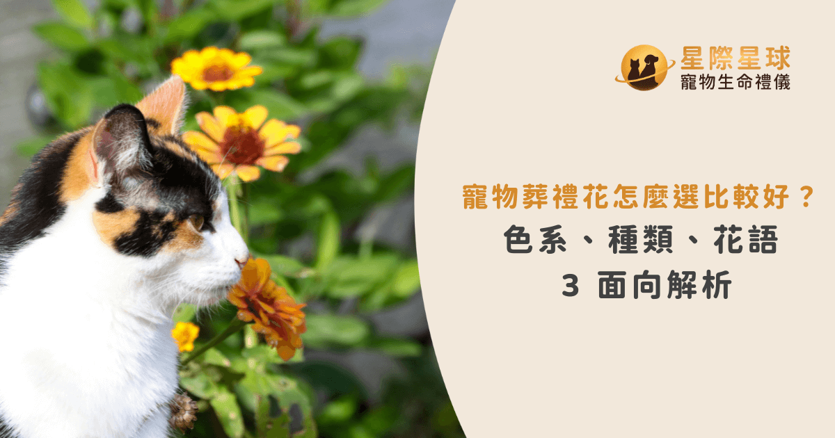 寵物葬禮花怎麼選比較好？色系、種類、花語 3 面向解析