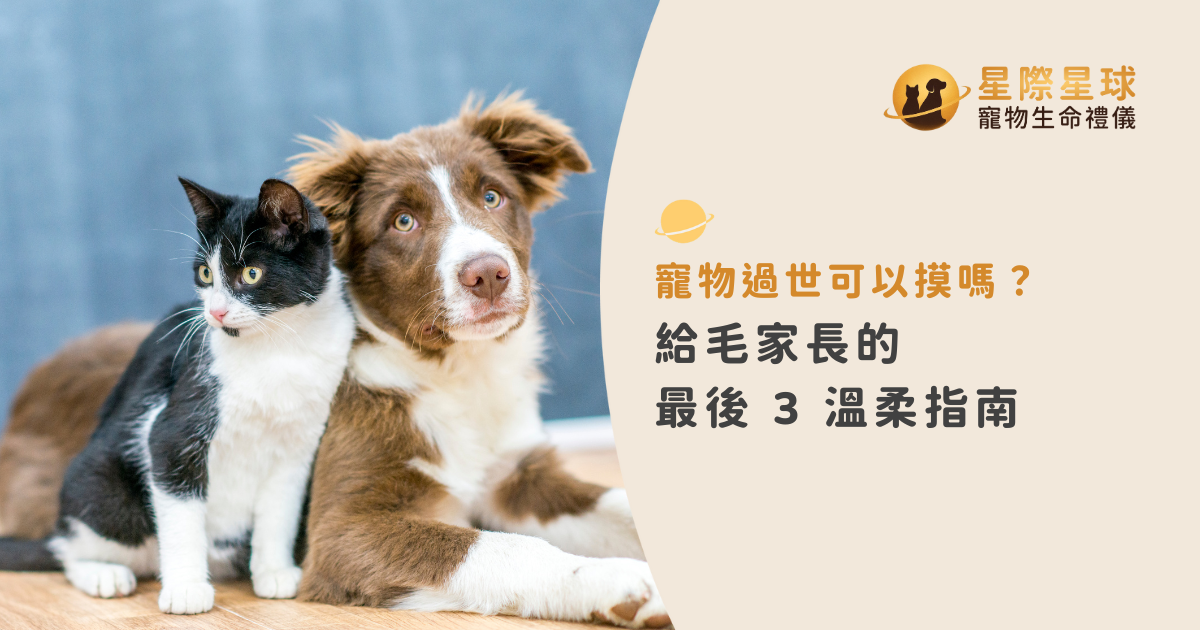 寵物過世可以摸嗎？給毛家長的最後 3 溫柔指南