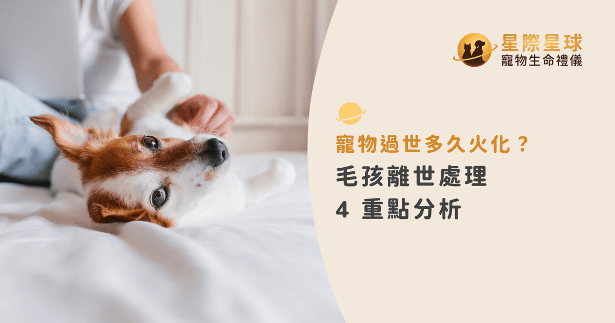 寵物過世多久火化？毛孩離世處理 4 重點分析