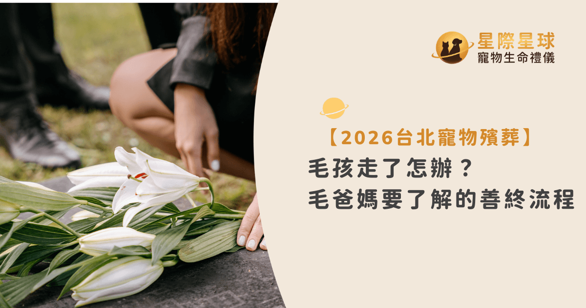 2026 台北寵物殯葬:毛孩走了怎麼辦?毛爸媽必知的善終流程