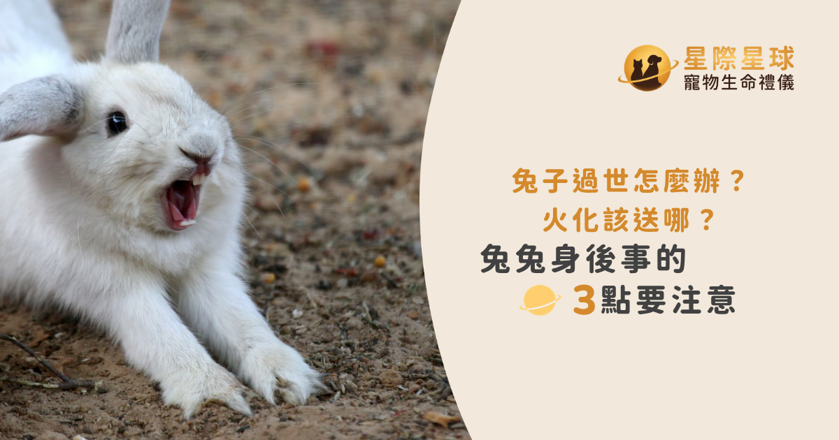 兔子過世怎麼辦？火化該送哪？兔兔身後事的3點要注意