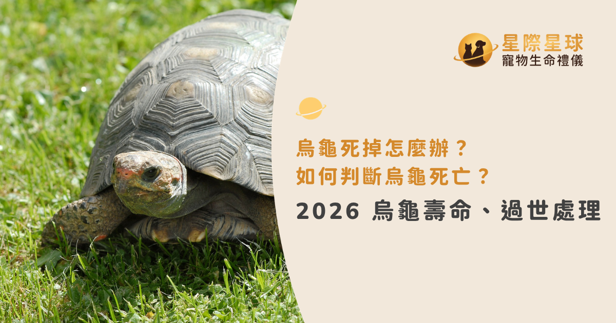 烏龜死掉怎麼辦？如何判斷烏龜死亡？2026烏龜壽命、過世處理